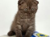 Sevimli Çikolata Scottish Fold Yavrumuz