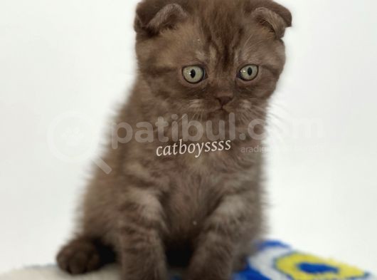 Sevimli Çikolata Scottish Fold Yavrumuz görsel
