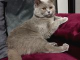 İstanbul Brtish Shorthair Oğlumuz