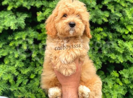 Orijinal Maltipoo Erkek Yavrumuz