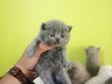 British Shorthair Yavruları