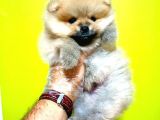 Pomeranian Boo Yavrular