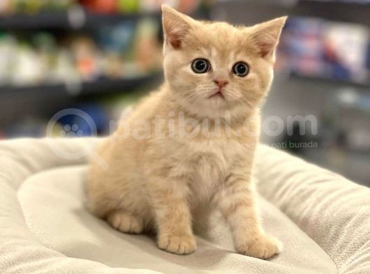 Irk Ve Sağlık Garantili British Shorthair görsel