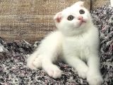 Beyaz Scottish Fold Renkli Gözlü