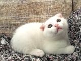 Beyaz Scottish Fold Renkli Gözlü