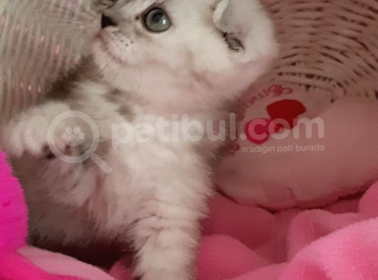 Scottish Fold Dişi görsel