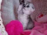 Scottish Fold Dişi