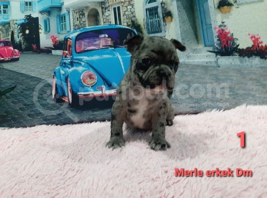 A Kalite French Buldog Yavrular görsel