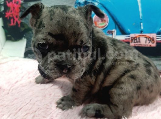 A Kalite French Buldog Yavrular görsel