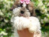 3 Aylık Dişi Shih Tzu