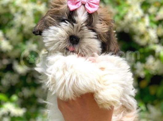 3 Aylık Dişi Shih Tzu görsel
