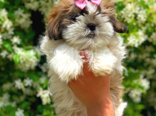 3 Aylık Dişi Shih Tzu görsel