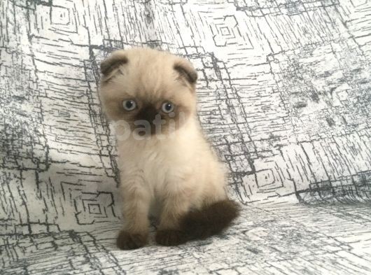 2 Aylık Erkek Blue Point görsel