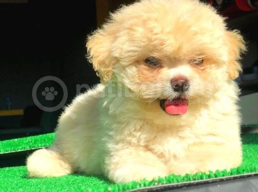 2.5 Aylık Dişi Maltipoo Yavrumuz İstanbul görsel