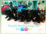 A Kalite French Buldog Yavrular