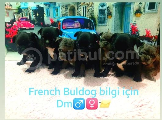 A Kalite French Buldog Yavrular