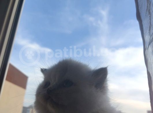 İstanbul British Blue Point görsel