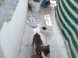 Pittbul Rednos Ankara