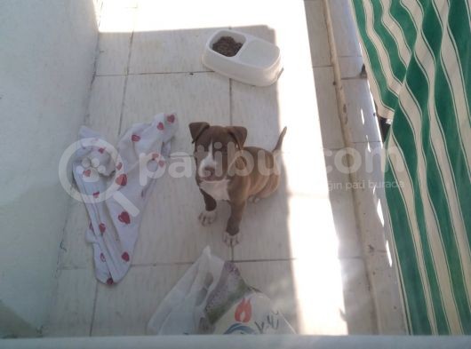 Pittbul Rednos Ankara