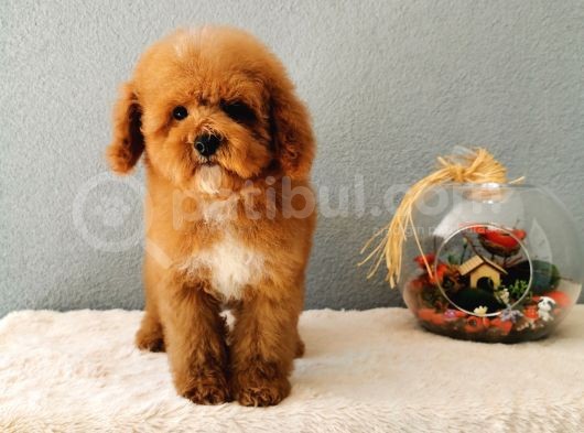 Red Toy Poodle Yavrularımız görsel