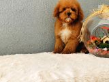 Red Toy Poodle Yavrularımız