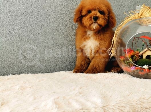 Red Toy Poodle Yavrularımız görsel
