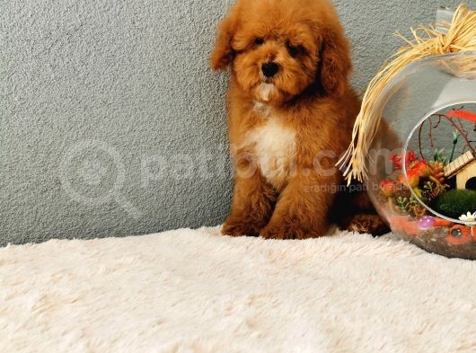 Red Toy Poodle Yavrularımız