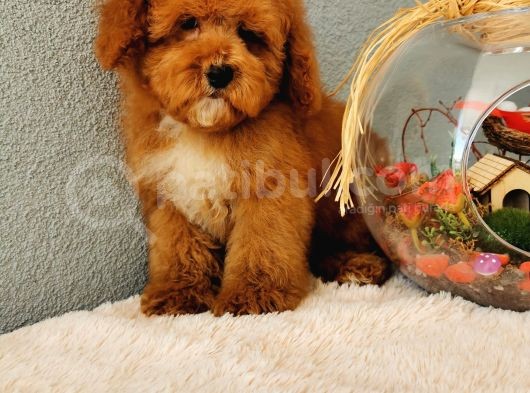 Red Toy Poodle Yavrularımız görsel