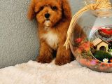 Red Toy Poodle Yavrularımız