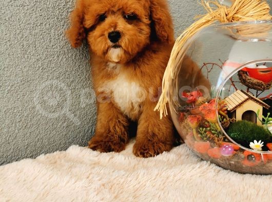 Red Toy Poodle Yavrularımız görsel