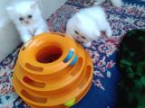 Safkan Anne Altından Chincilla