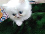 Safkan Anne Altından Chincilla
