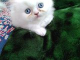 Safkan Anne Altından Chincilla