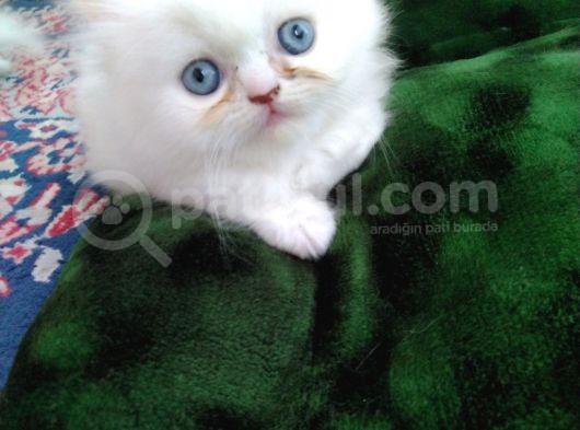 Safkan Anne Altından Chincilla görsel