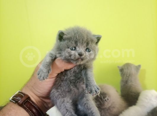 British Shorthair Yavruları Bursa