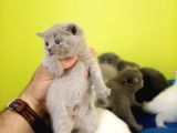 British Shorthair Yavruları Bursa