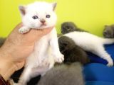 British Shorthair Yavruları Bursa