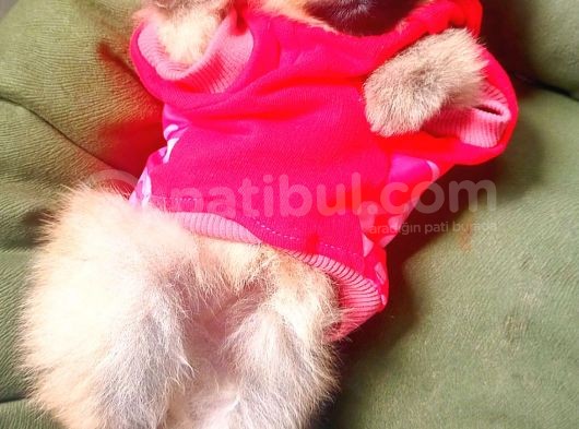 Pomeranian Boo Yavrular görsel