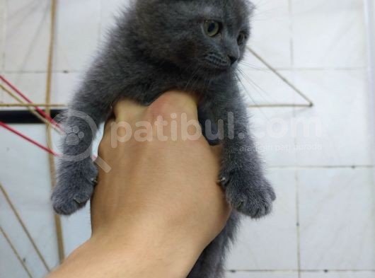 2 Aylık Dişi Scottish Kedi görsel