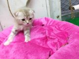 1.5 Aylık Dişi Scottish Kedi