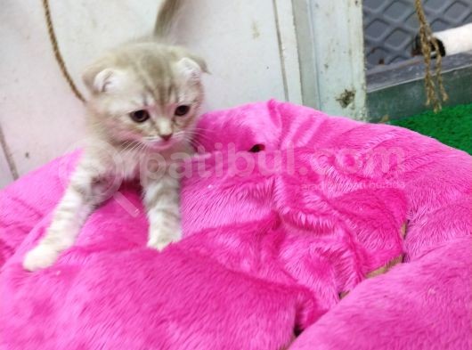 1.5 Aylık Dişi Scottish Kedi görsel
