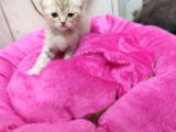 1.5 Aylık Dişi Scottish Kedi