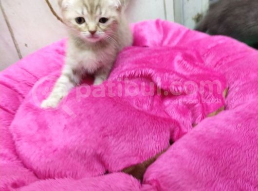 1.5 Aylık Dişi Scottish Kedi görsel