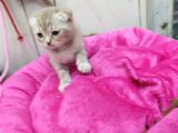 1.5 Aylık Dişi Scottish Kedi