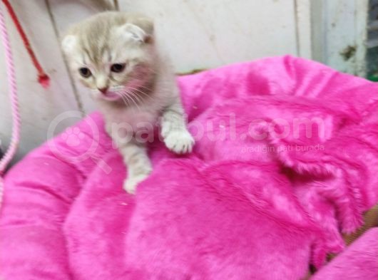 1.5 Aylık Dişi Scottish Kedi görsel