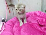 1.5 Aylık Dişi Scottish Kedi