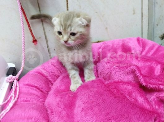 1.5 Aylık Dişi Scottish Kedi görsel