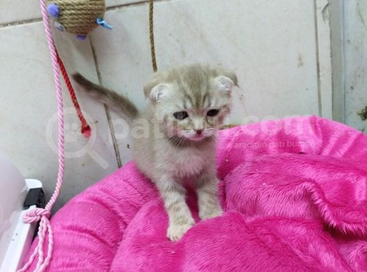 1.5 Aylık Dişi Scottish Kedi