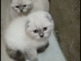 A Kalite Scottish Fold Blue Point Yavrular