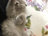Lilac Scottish Fold Yavru